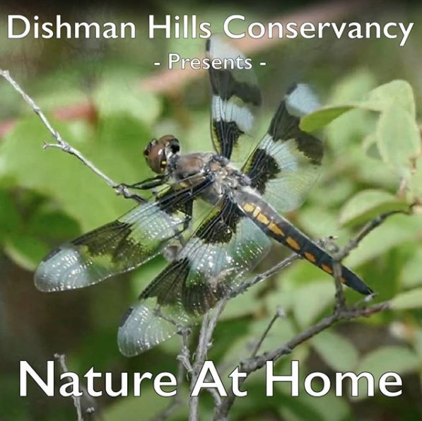 dishmanhills's tweet photo. In response to COVID-19, DHC has launched Nature at Home, a virtual nature education series for kids, teachers, and families! Check it out at https://t.co/ou1Lh1Ve9r https://t.co/WCN6bT1xpw