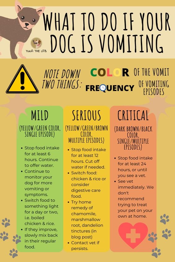 Fizzionclean's tweet photo. If your dog is vomiting, take note of what the vomit looks like. If it seems to be serious, immediately call your vet. https://t.co/E8aWRvUKM8