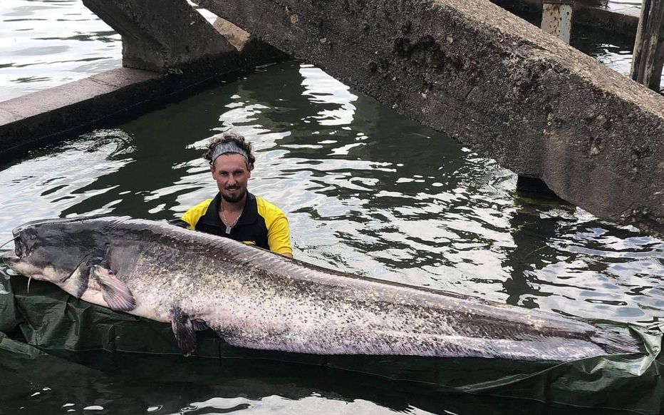 le_Parisien's tweet photo. Un silure de 2,40 mètres et 90 kilos a été pêché dans la Seine
➡ «J'ai mis vingt minutes pour le sortir de l'eau. C'est un combat très physique» > https://t.co/GvQrDl5iHJ https://t.co/CnCtx8nIMI