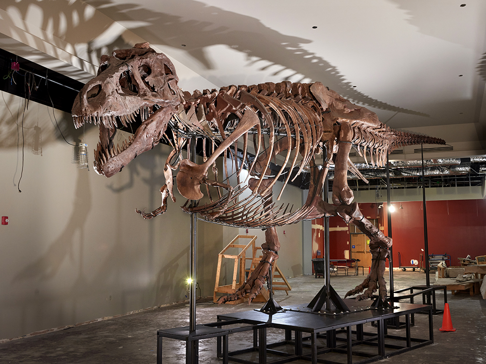 Moving  @SUEtheTrex in 2018 gave us the ability to mount the gastralia and make other adjustments, like correcting SUE's wishbone.   http://bit.ly/BiggerBetterSUE   #Happy30SUE