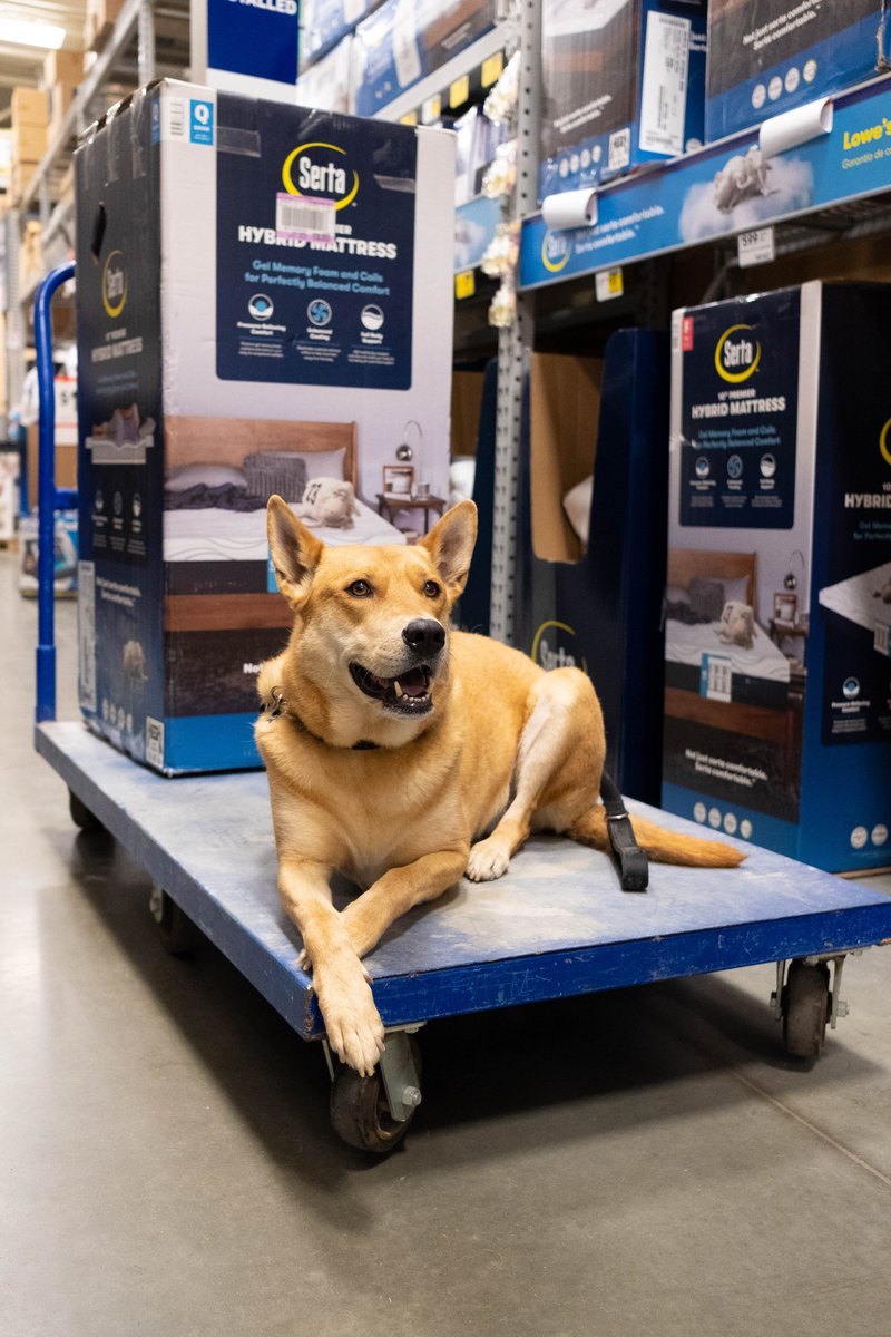 SertaAtLowes's tweet photo. Hurry, today is the last day to save $200 on a mattress and receive a FREE pet bed! Grab yours from @Lowes | https://t.co/vz5LivAniF. #petbed #deals https://t.co/WqEUJqNFlG