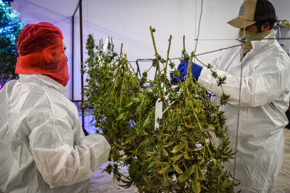soonerstatewell's tweet photo. Our harvest of Room 1 at our McAlester #aquaponics facility is finished! These plants are now curing and will be sent out for testing soon. Space Fruit OG, Zweet Insanity, and Sour Flip will be coming your way! 🐟🌱 #SSW #SoonerStateWellness #Cannabis #Oklahoma #OkCannabis https://t.co/cs4bI2UQM7