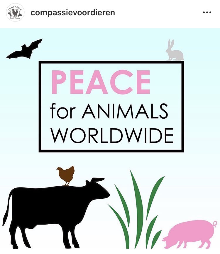 CompassieD's tweet photo. @estherouwehand ComPassie voor Dieren toont onze beschaving. Helaas gaan we tegenovergesteld de geschiedenisboeken in. https://t.co/hgORerXuA9