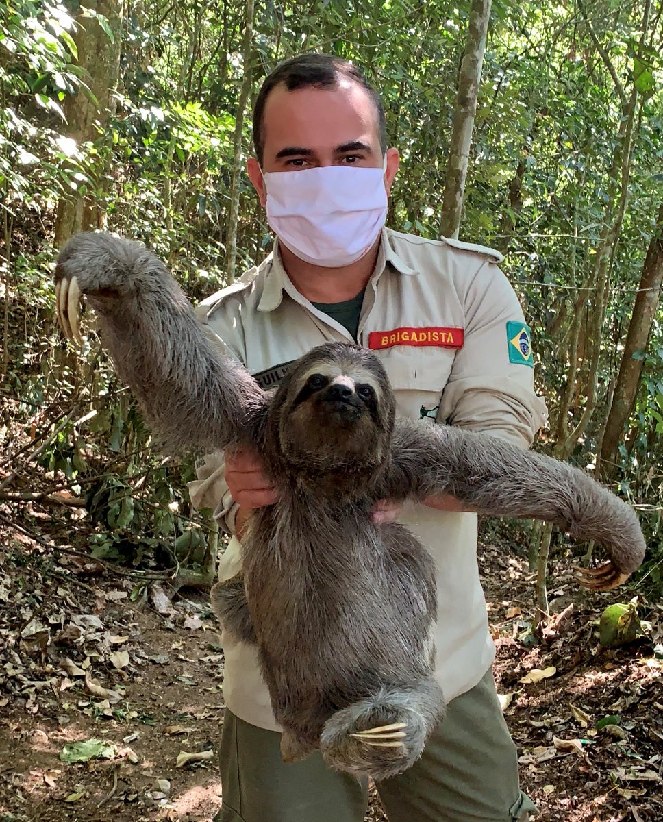 parnatijuca's tweet photo. É muita elegância, gente! 😍🦥

Foi encontrada atravessando uma rua do Parque nesta manhã.

As vias seguem fechadas, tá? Por enquanto, só pode entrar a pé ou de bicicleta. 

Quando reabrir para veículos, tem que ser no ritmo dela: devagarzinho e com MUITA atenção. Elas agradecem! https://t.co/tHprBgBihE