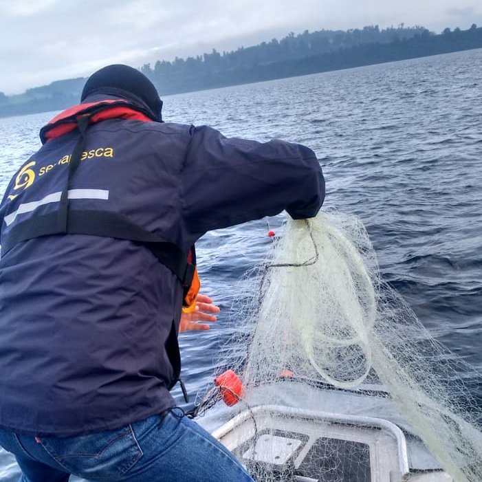 sernapesca's tweet photo. Esta madrugada nos embarcamos con la @CapuertoPVaras en el lago Llanquihue y encontramos dos redes (80 y 500 metros) y 36 salmones enmallados. Los infractores no estaban en el lugar, por lo que sólo pudimos requisar las redes y los peces. https://t.co/HRfKXLOz7k