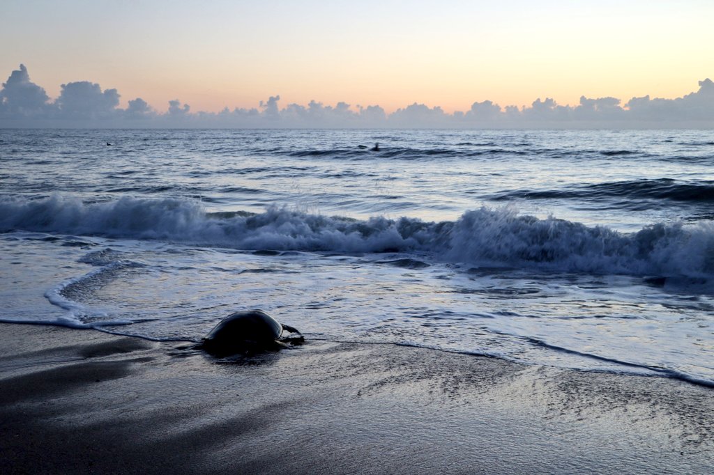 madelineliot's tweet image. A huge thank you to #UCFTurtleLab researchers for tips on how to view these beautiful creatures without disturbing them at the #ArchieCarrNationalWildlifeRefuge. I&apos;m so excited to dive in (pun intended😂) and learn more about marine life and becoming a marine biologist!
📷:me