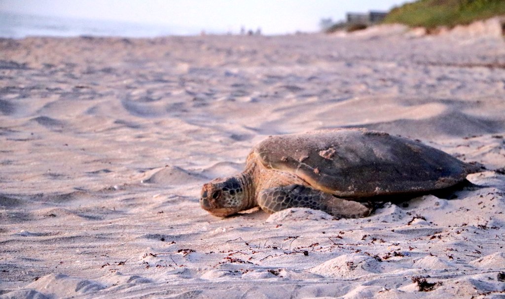 madelineliot's tweet image. A huge thank you to #UCFTurtleLab researchers for tips on how to view these beautiful creatures without disturbing them at the #ArchieCarrNationalWildlifeRefuge. I&apos;m so excited to dive in (pun intended😂) and learn more about marine life and becoming a marine biologist!
📷:me