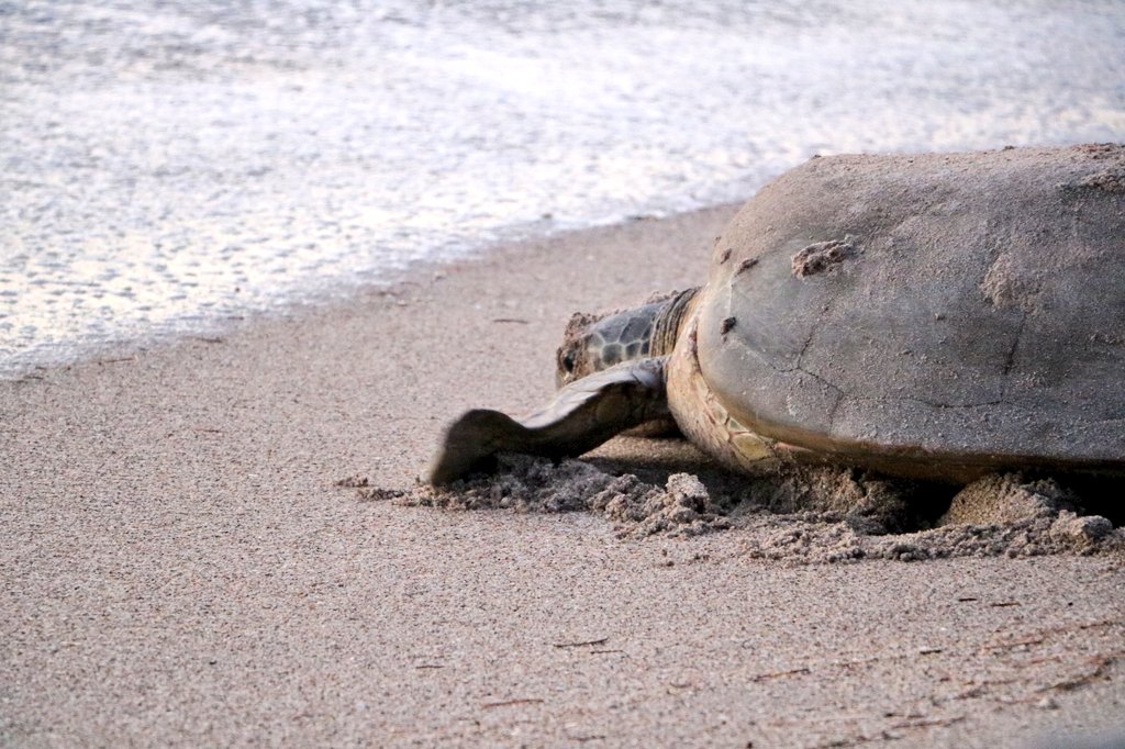 madelineliot's tweet image. A huge thank you to #UCFTurtleLab researchers for tips on how to view these beautiful creatures without disturbing them at the #ArchieCarrNationalWildlifeRefuge. I&apos;m so excited to dive in (pun intended😂) and learn more about marine life and becoming a marine biologist!
📷:me