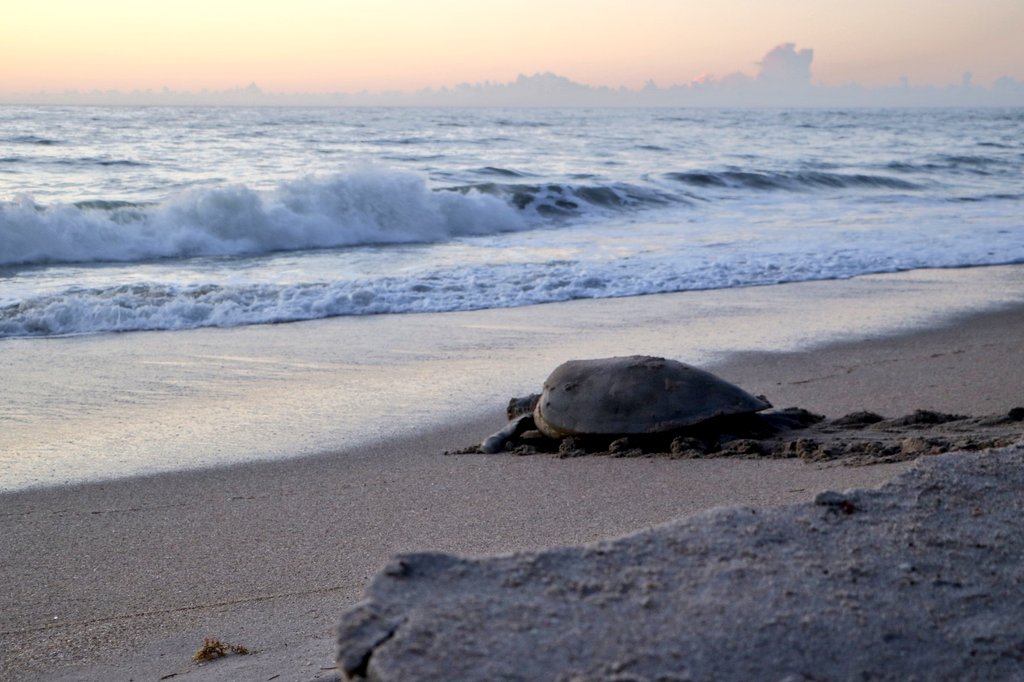 madelineliot's tweet image. A huge thank you to #UCFTurtleLab researchers for tips on how to view these beautiful creatures without disturbing them at the #ArchieCarrNationalWildlifeRefuge. I&apos;m so excited to dive in (pun intended😂) and learn more about marine life and becoming a marine biologist!
📷:me