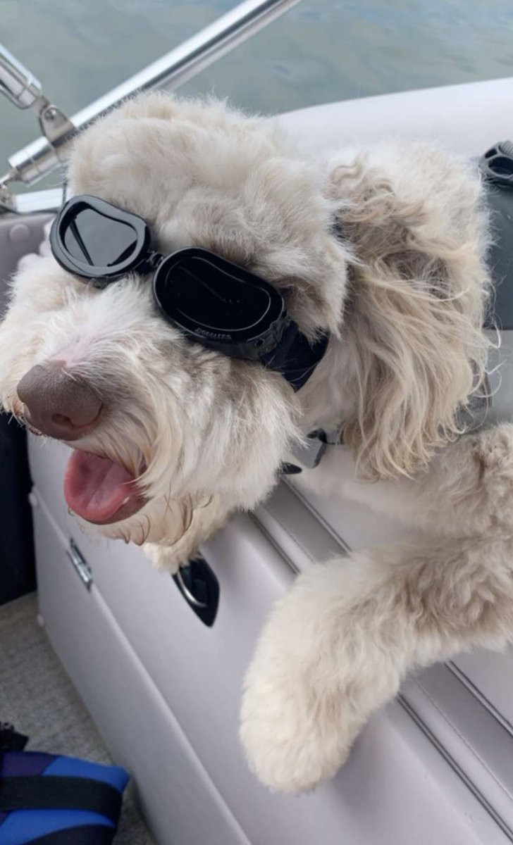 alyyssabarnes's tweet photo. @dmourey here’s my dog wearing goggles.💘 https://t.co/YPX54sRfnm