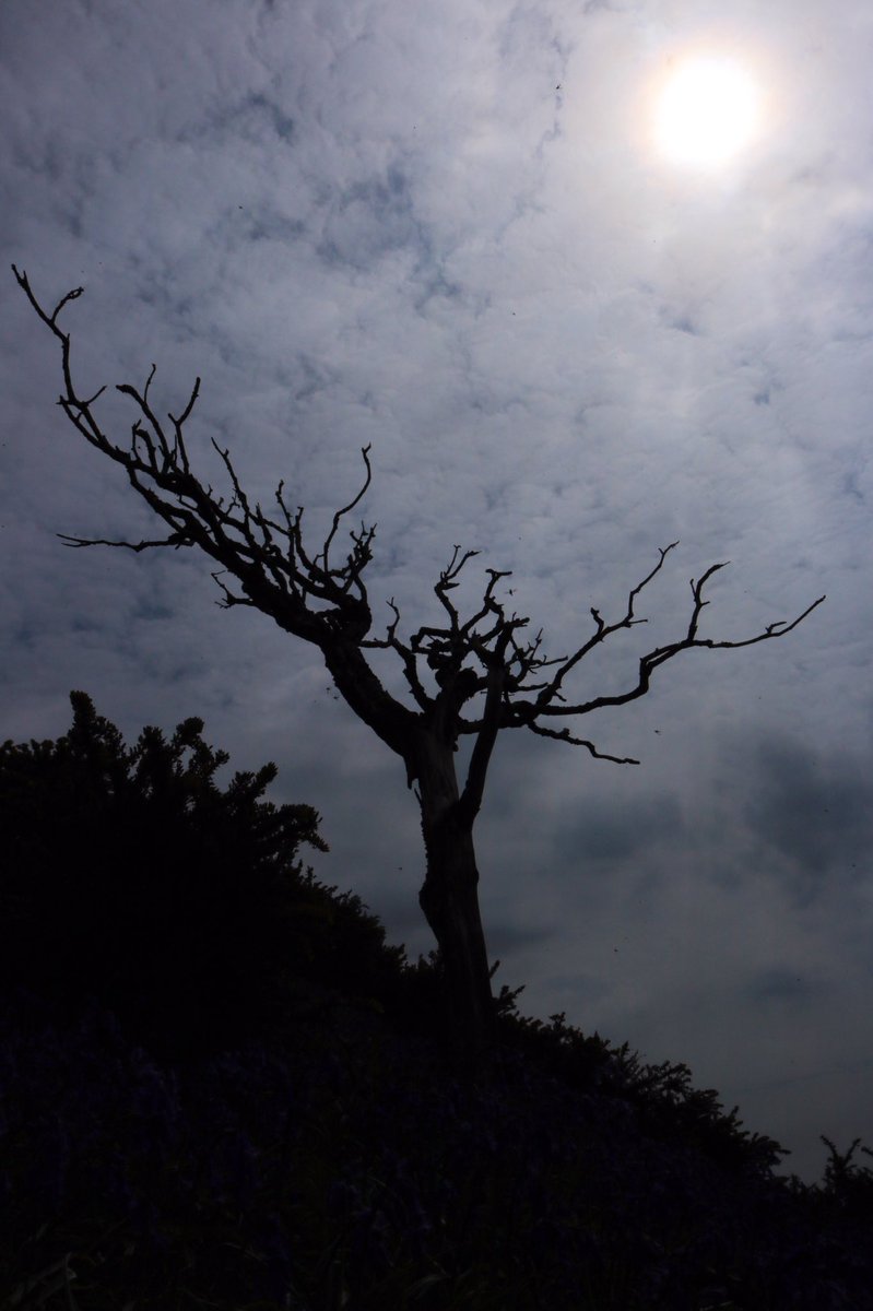 SBJMPhotography's tweet photo. #Spooky looking tree captured at #CadburyCastle in #Devon. #MidDevon #Cadbury #CadburyDevon #Crediton #SouthWest #VisitDevon #ukviews #NaturePhotography #devonhour #PhotoHour #StormHour @Visit_Mid_Devon https://t.co/gjjK9cSCP3