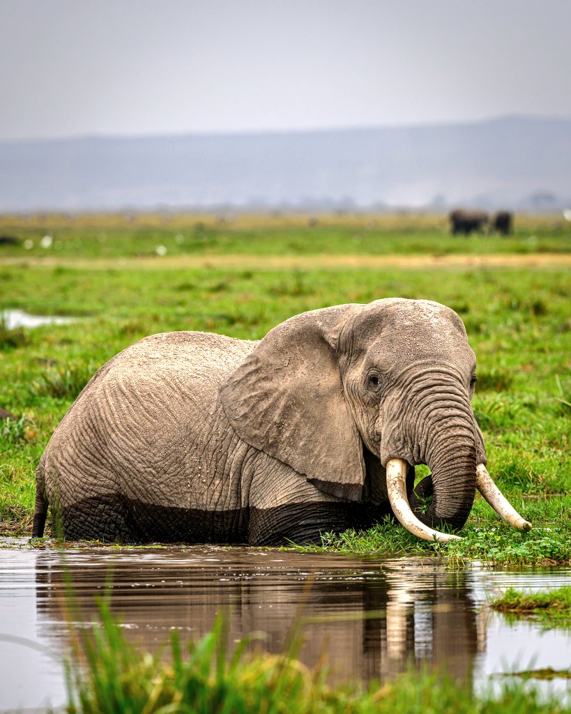 Hoy es el día mundial del elefante. Condenenemos el tráfico ilegal de marfil. 

#WorldElephantsDay