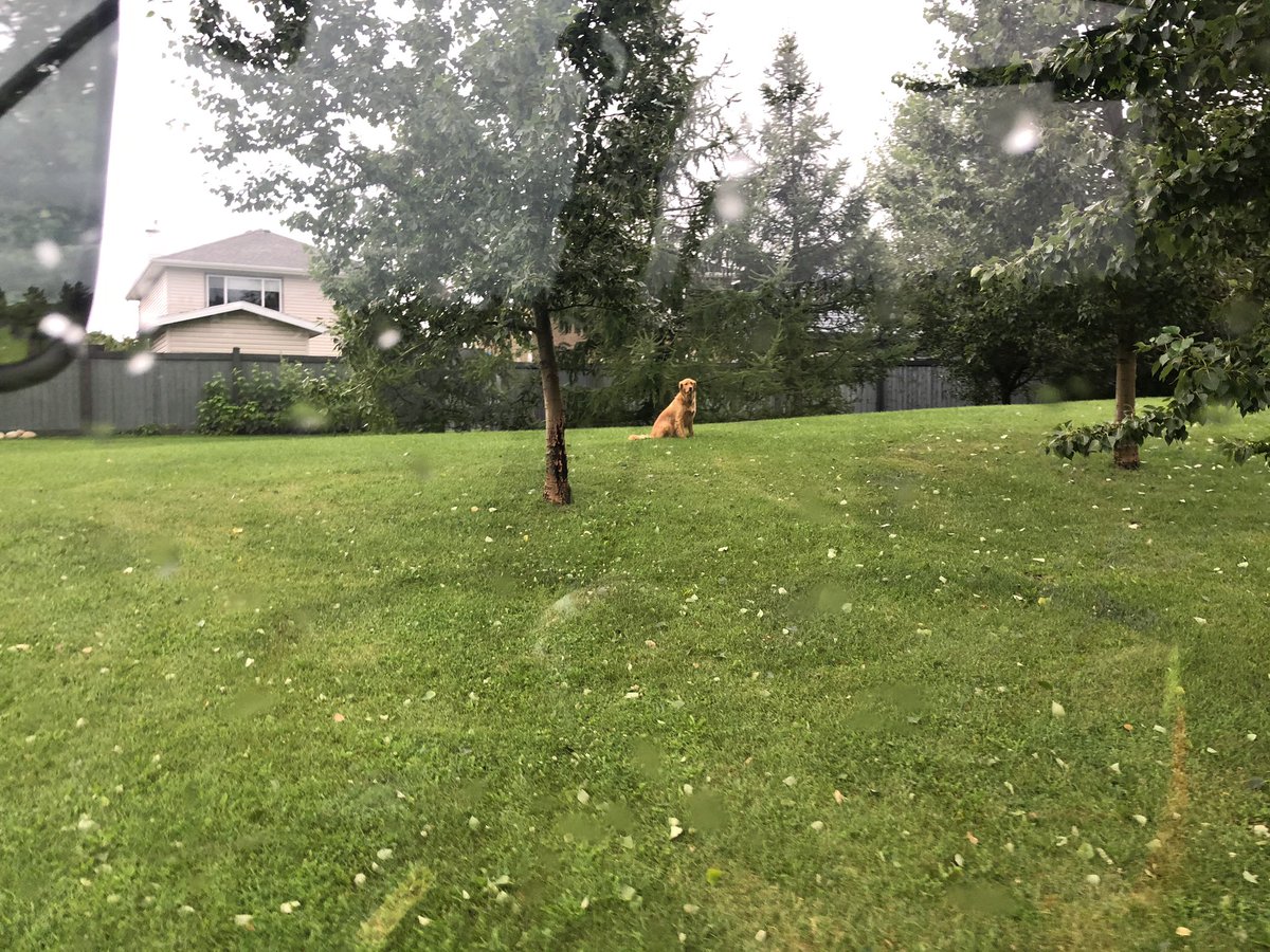 ElChrisCook's tweet image. This dog comes out to watch me cut the grass and runs away when I try to give her a pat. Resumes watching when I start cutting. Goes back into her yard when I’m done. This dog is my boss now and I couldn’t be happier.