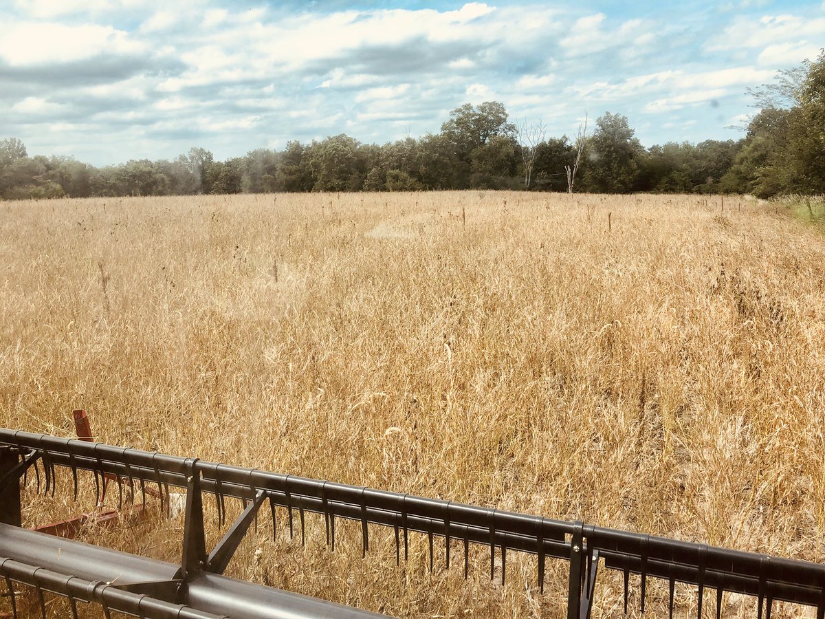 Continuum_Ag's tweet photo. #MustardHarvest2020 is a go! Smells weird, I think the combine is dialed in, and I guess we are just gonna send it! 🤷🏻‍♂️🤘🌱#FosterDiversity #IowaAg https://t.co/4rudN4YwZ7