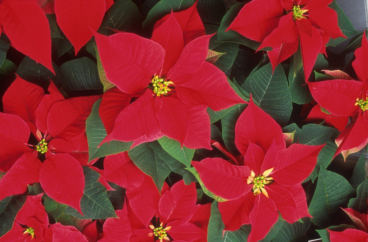 USDA_ARS's tweet photo. One way to reduce costs of the poinsettia is to produce other colors, combine in mixed containers with various other colors and present them in new forms @ASHS_Hort, @NCState #MorrisonLecture, #ASHS2020 https://t.co/h1Qqmnay6f