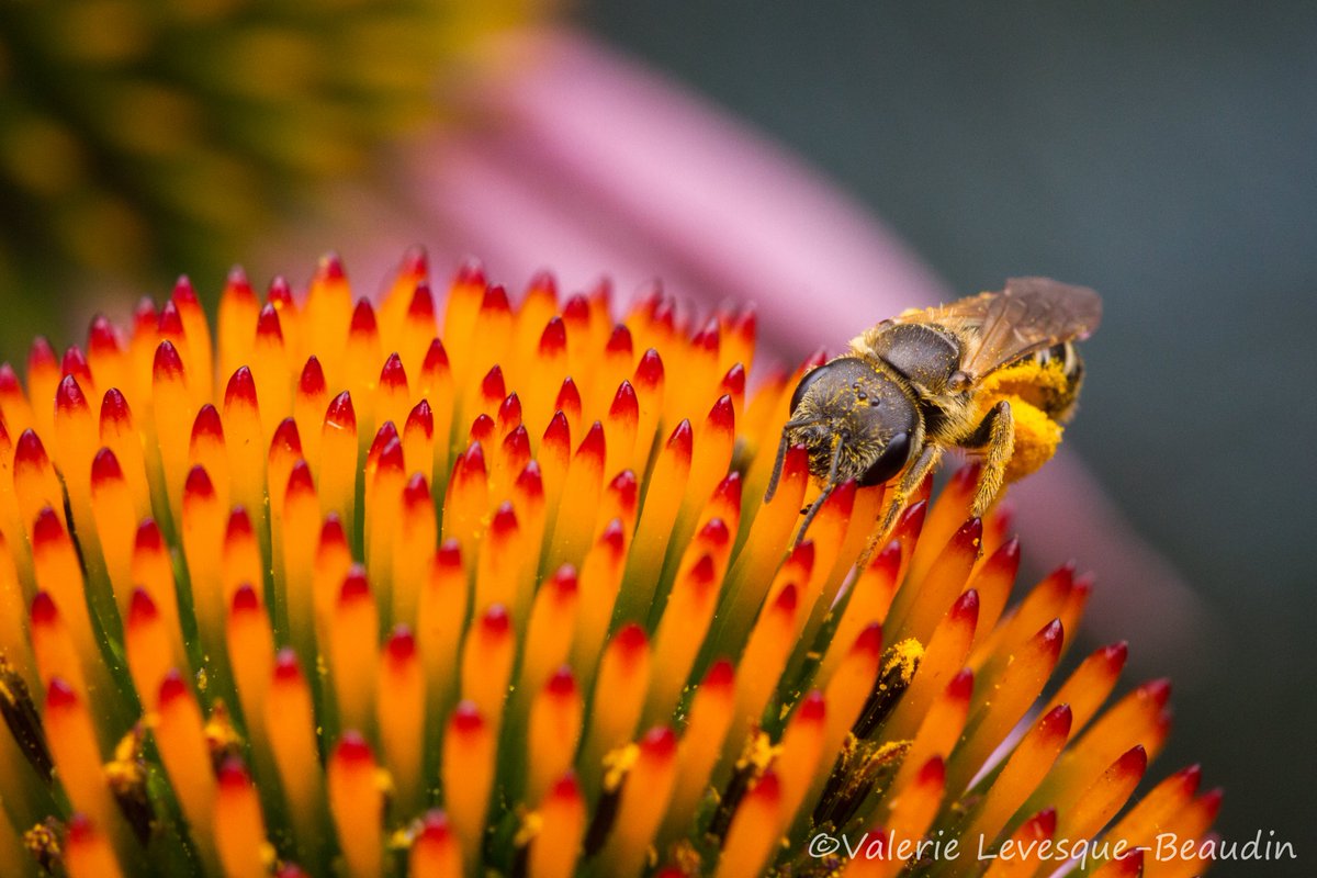 #nativebee can be so adorable, look at those full baskets 😍 
#bee #pollinators  #biodiversity #Entomology #Macro #macrophotography