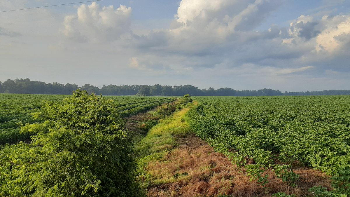 agrarian_life's tweet photo. Best quality Cotton grown w/ improvements in sustainability metrics of #biodiversity #landuseefficiency #soilcarbon #soilhealth #waterquality using #quailforever habitat. #morequailperbale Service provided by @CottonInc & @NFWFnews to improve success in stressful financial times https://t.co/H483Qv7ewo
