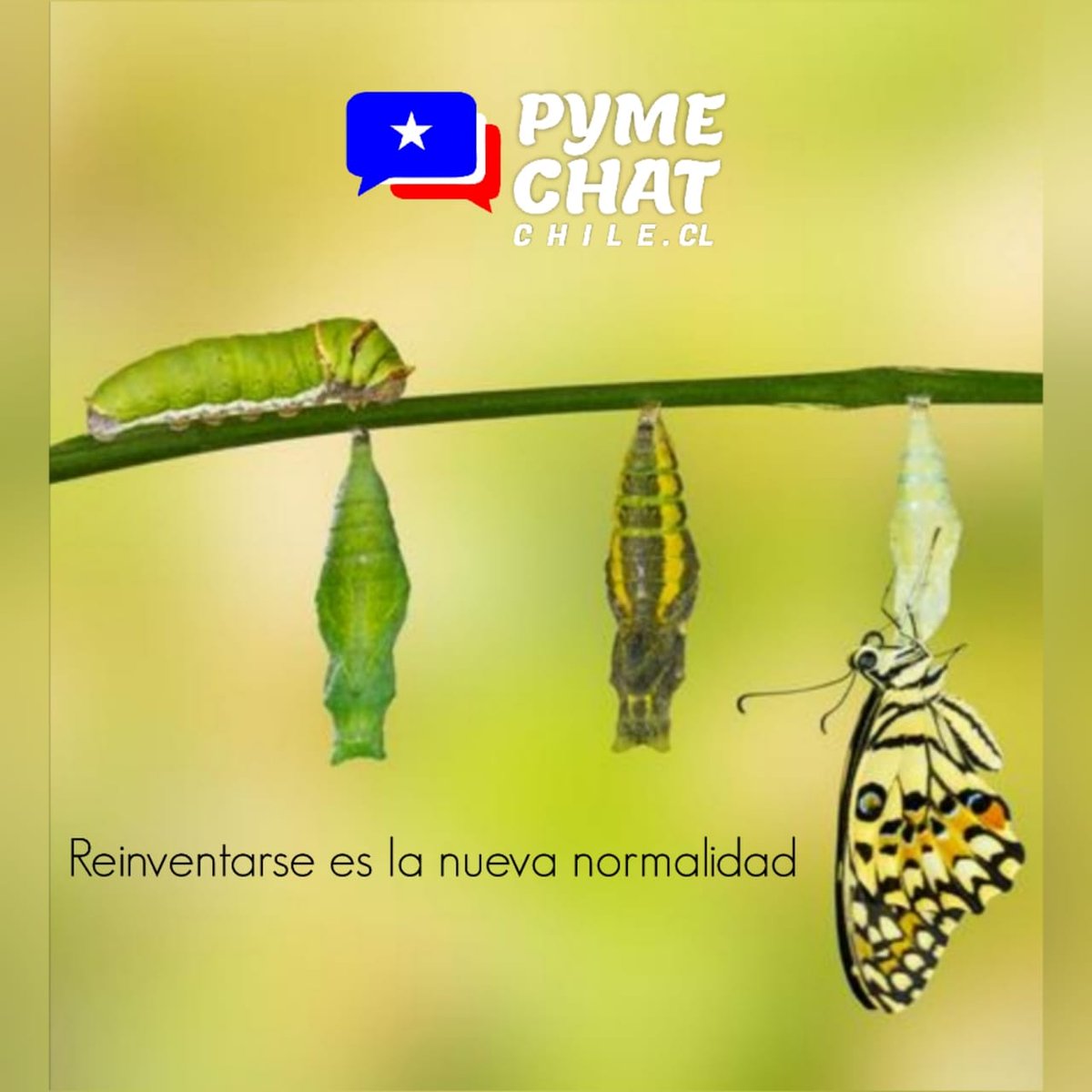 PymeChat tweet picture