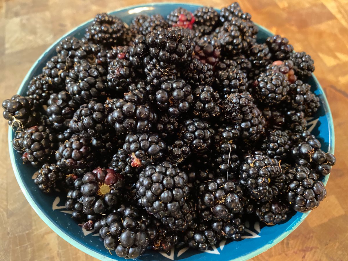 iscreamoxford's tweet photo. Our first pick of the season! We love blackberry picking, they are much richer and tastier for our delicious vegan sorbets. We enjoy being surrounded by fields, farmed organically, and away from roads so they don’t get much better than this! 
#freshisbest https://t.co/dlDexy9oQS