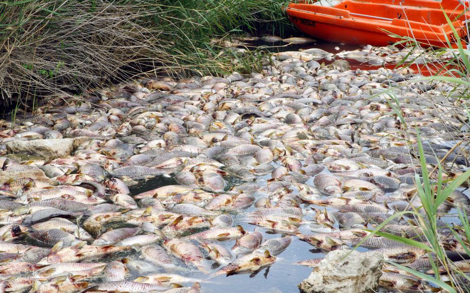«Sur 6 à 8 km, tout a été dévasté» : une plainte a été déposée après la découverte de milliers de poissons morts dans l'Aisne, près d'une station d'épuration Nestlé, qui reconnaît un «débordement ponctuel et involontaire d'effluents de boues biologiques» leparisien.fr/environnement/…