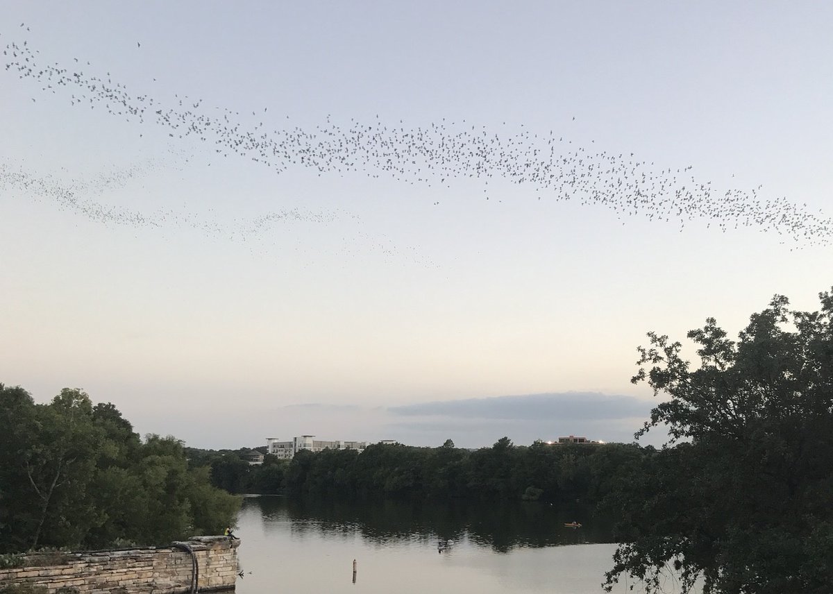 It's the middle of August, and that means it's a great time to see the  Austin Mexican free tail bats emerge from under the Congress Ave. Bridge. ow.ly/boIY50AXM6A Just another reason I love to call Austin home. #bats #austinbats #mexicanfreetailbats #congressbridgebats