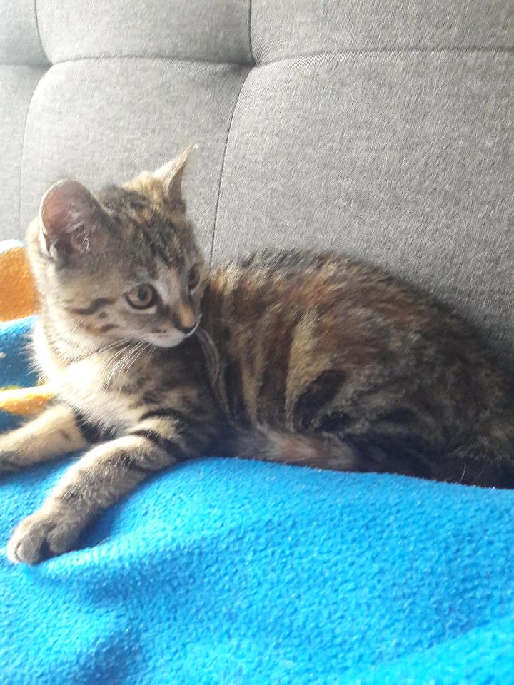 les Amis de Pépito tweet media