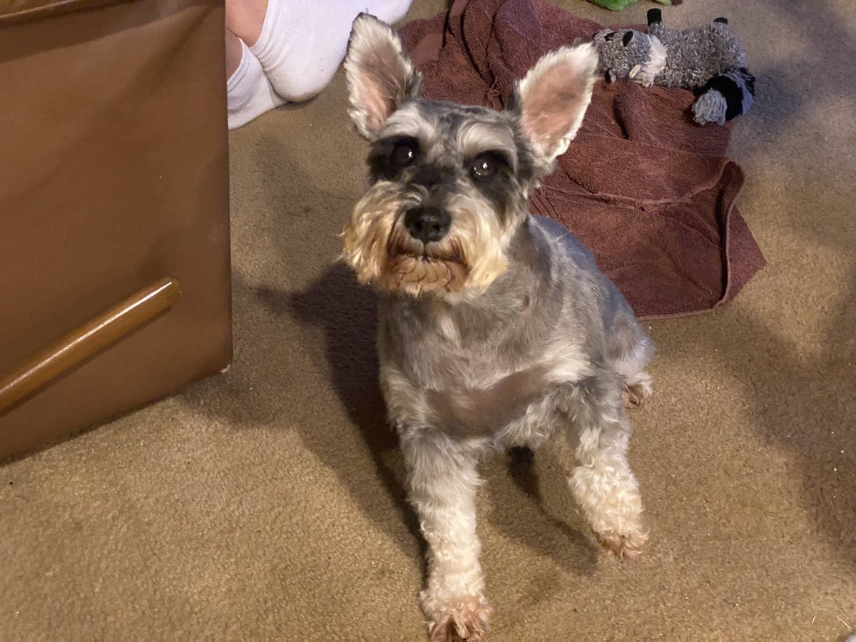 247razz's tweet photo. Tucker’s new haircut but showing me a problem with his paw. It’s ok but he’s just wanting me to know 🐶 https://t.co/wryndUmxV8