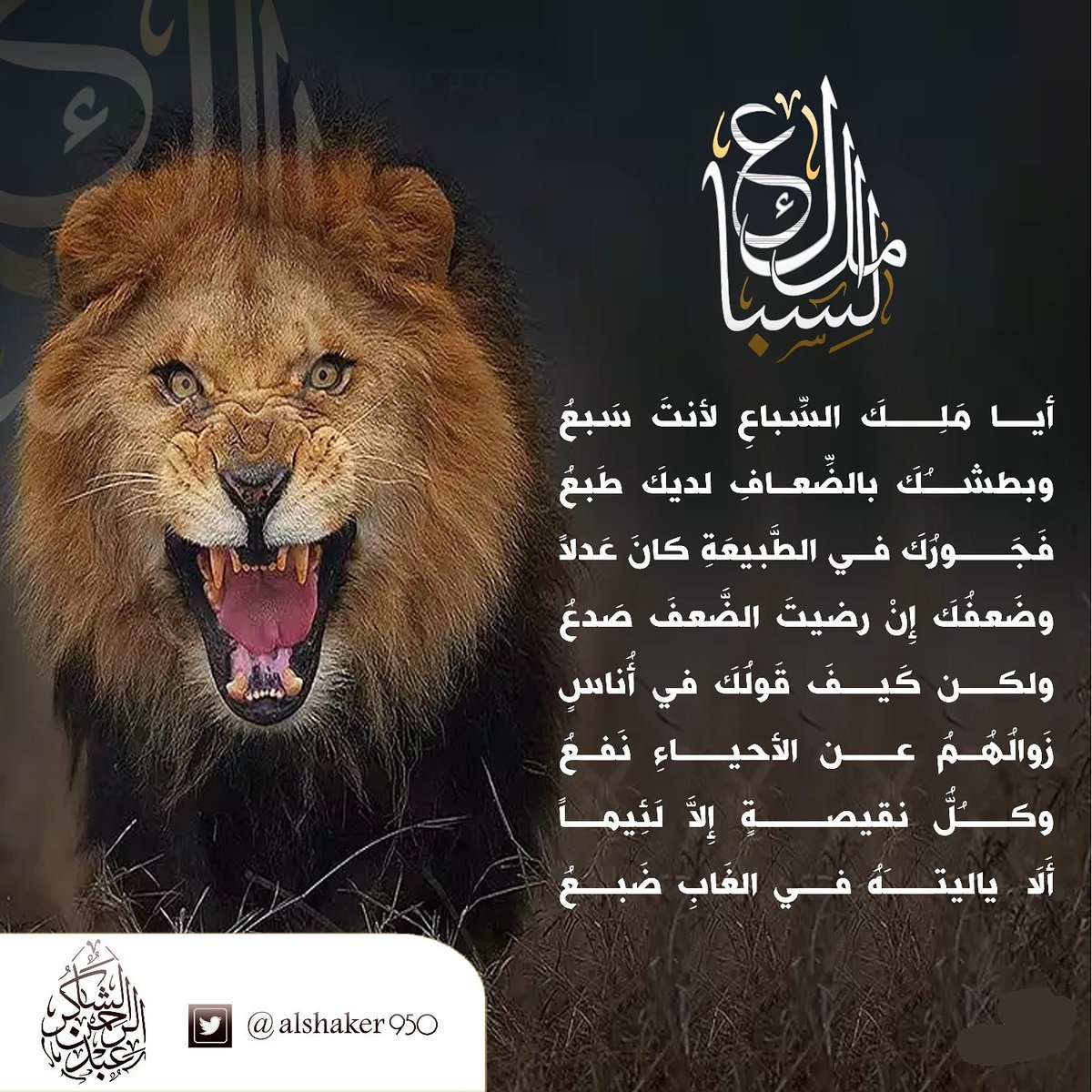 alshaker950 tweet picture