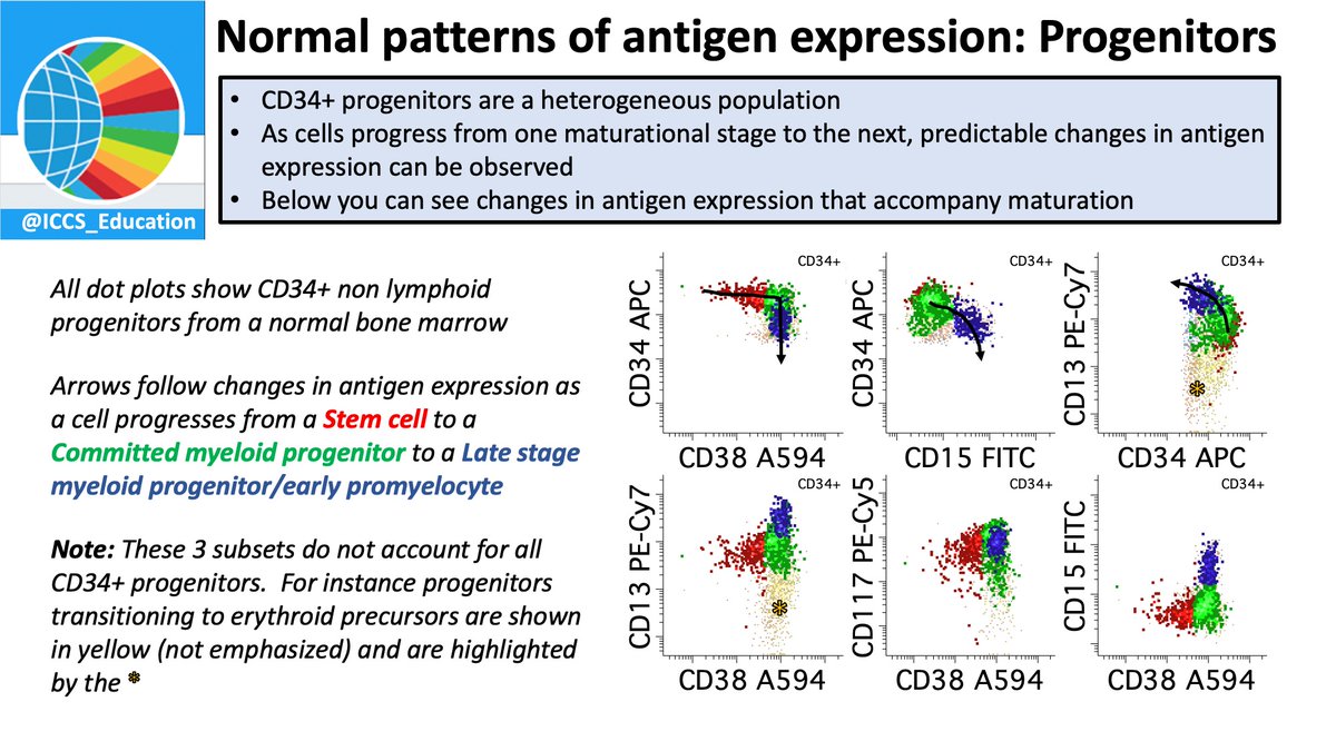 ICCS_Education's tweet photo. Here is the first of a 5 part series on myeloid progenitor populations brought to you by ICCS! #flowedu #hemepath #flowcytometry Slides courtesy of @sindhucherian https://t.co/lV4YuQ4bmw
