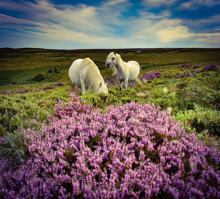 National Trust tweet media