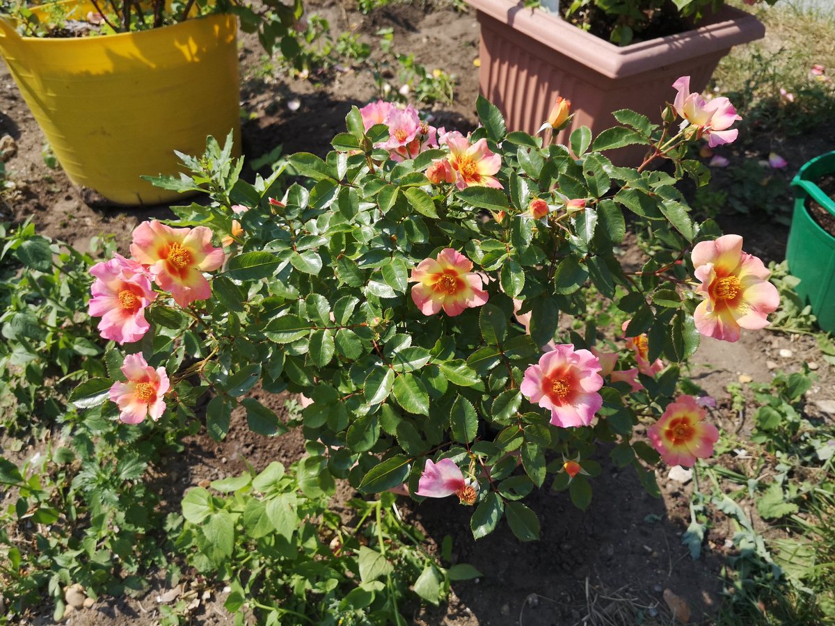 Therosesociety2's tweet photo. Who could resist this rose 'Your Lovely Eyes'.. Such a stunner even in this #heatwave! #roses #persica #flowers @The_RHS @rosesukroses @GWandShows @DAustinRoses @PeterBealesRose @AmericanRoseSoc @valgardening @papaver @TheMontyDon @frostatwork @BhamRoseSociety @RoseSocietyPDX https://t.co/DeZNjRkQdn