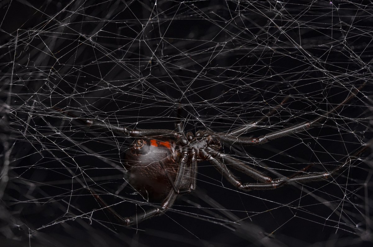 AndiFischer10's tweet photo. Finally had some time again for some #photostacking of this pretty #widowspider #Latrodectus #geometricus - these are 55 frames merged using #photoshop. Shot with #FujiXT4 and #xf80mm at f11, ss250 and iso160 https://t.co/PNfmJK1Ukq