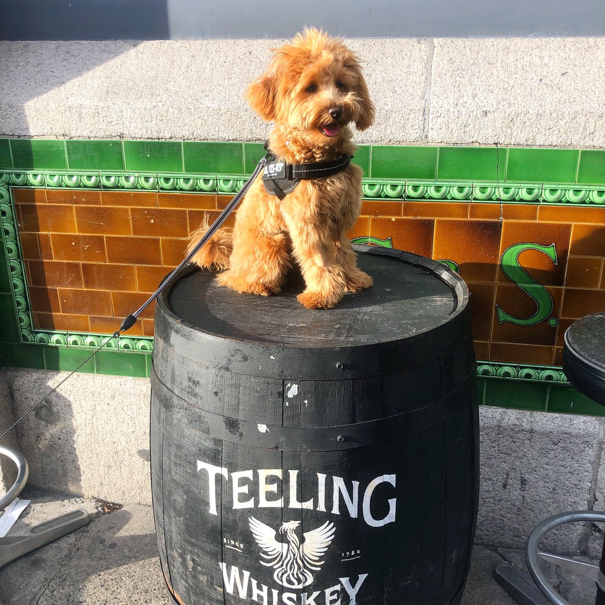 shepherdsam67's tweet photo. Waiting for my evening tipple #teelings @buckmulligansIE #buckmulligans @DunLaoghaireTn @LovinDublin. Follow me on Insta @maltipoo_tails https://t.co/Pk06dgmuv9