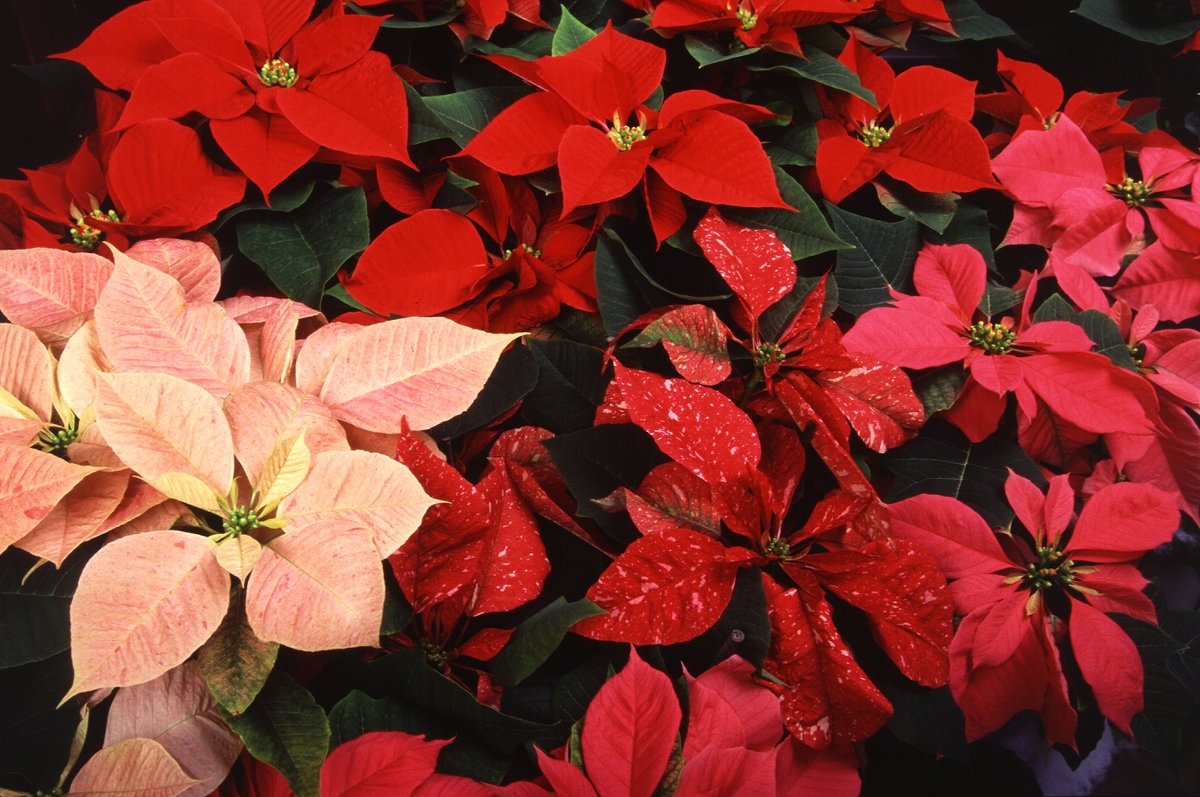 USDA_ARS's tweet photo. Poinsettia's get cranky under cold conditions.😂They are not a cold hardy plant. #MorrisonLecture #ASHS2020 https://t.co/4OEsnctRL3