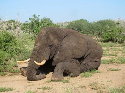 sonrrec's tweet photo. On #WorldElephantDay2020, Aug 12, #SONRREC expresses its concern towards better protection for wild elephants, improving enforcement law/policies to eliminate the illegal poaching & trade of ivory. To accomplish sustainable conserving elephant habitats is to collaborate together. https://t.co/5cBh1fBVpa