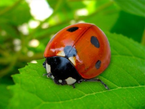WhatisLove031's tweet photo. "The ladybird: a miniature red kite. "(Fabrizio Caramagna)

#thoughtoftheday #insect #ladybug #ladybird #red #Black #nature #googlephoto #photography #gt https://t.co/WRU3642SXZ