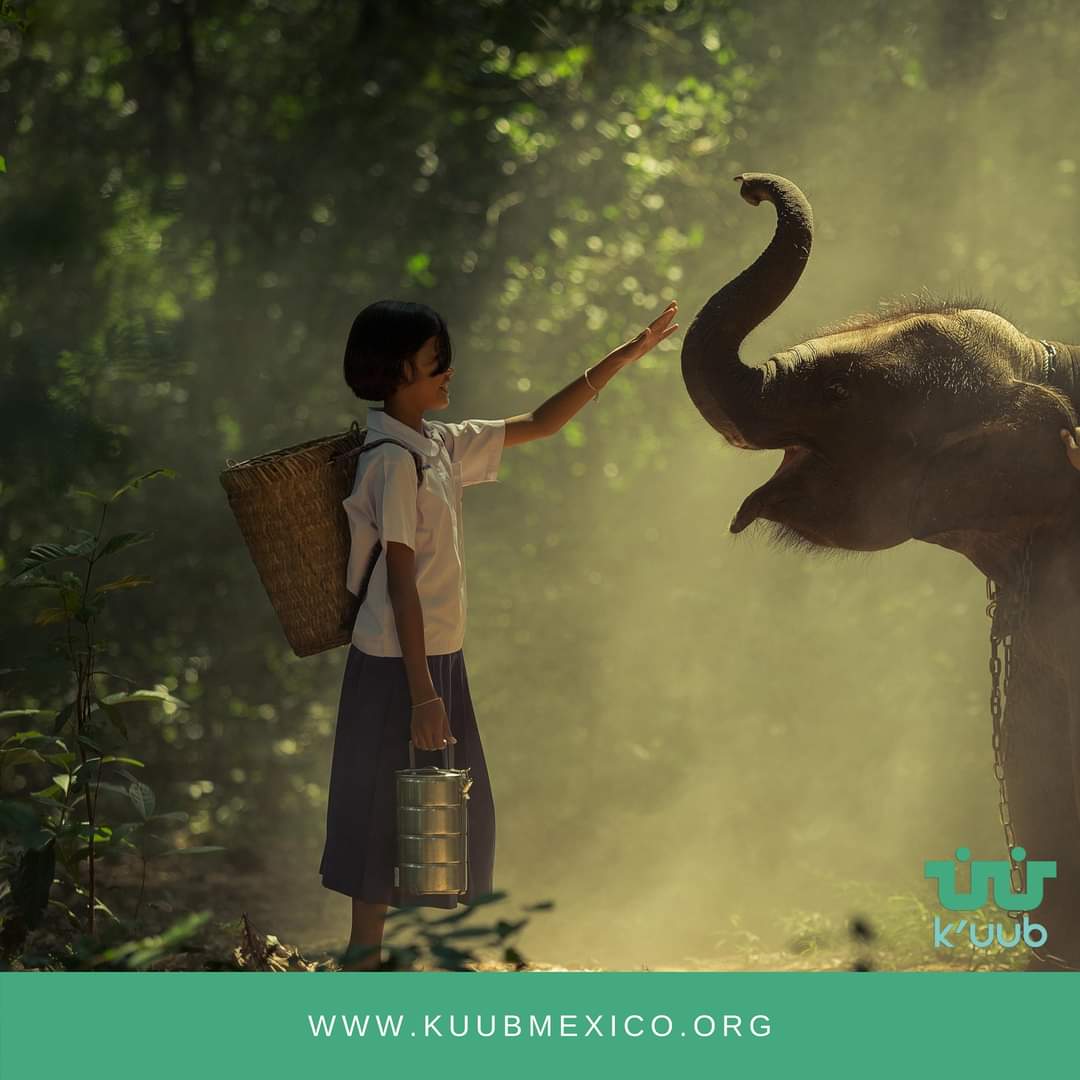 KuubMx's tweet photo. El 12 de agosto se celebra el Día Mundial del #Elefante, una iniciativa internacional. 

 k'uub una asociación comprometida con el medio 🌏

#kuub #tabasco #elefante  #miradasquenancen #diamundial 
@inundeishon
@HolachiotTab
@SEDEMA_CDMX https://t.co/o1Znnq3NGu https://t.co/HZV6MZpn5V