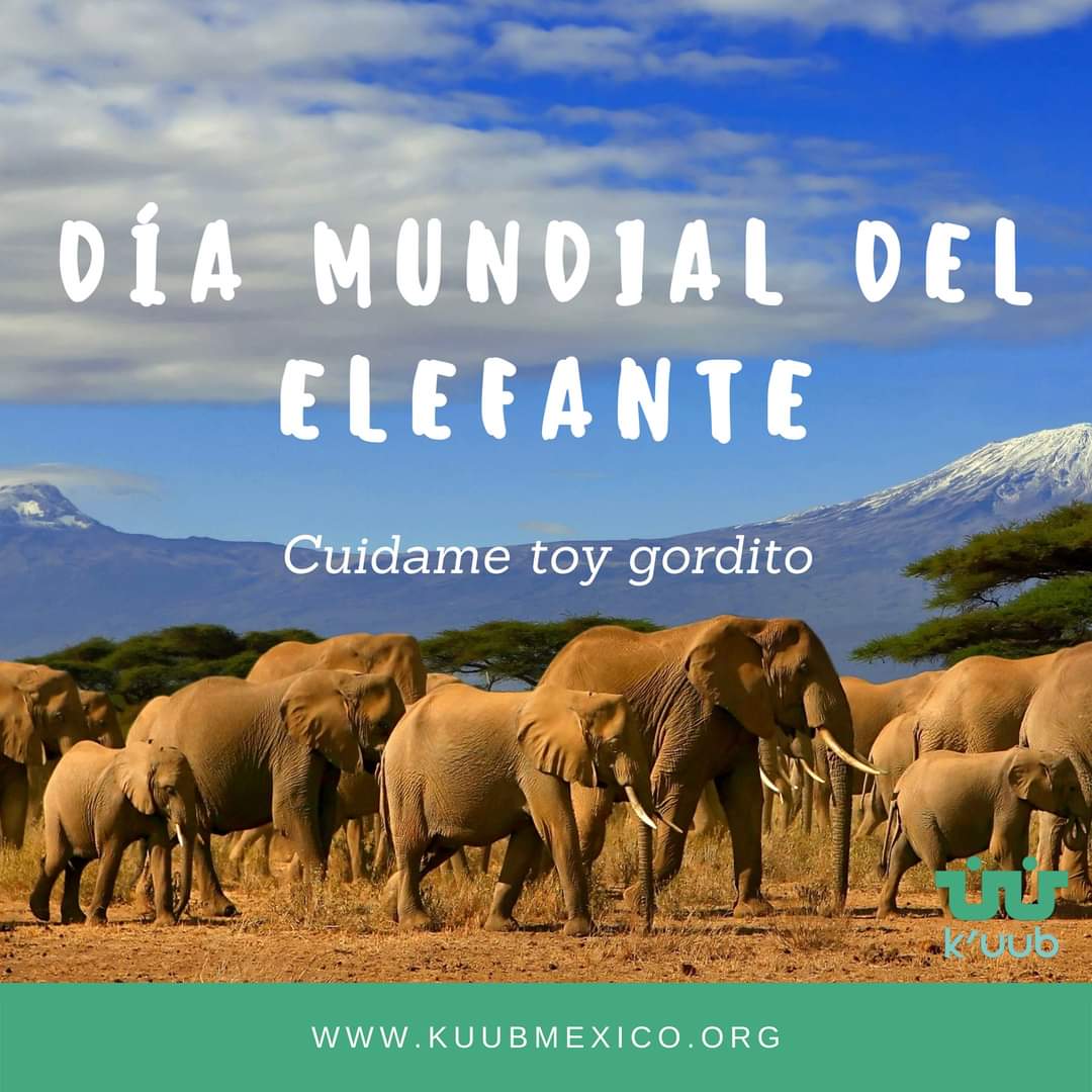 KuubMx's tweet photo. El 12 de agosto se celebra el Día Mundial del #Elefante, una iniciativa internacional. 

 k'uub una asociación comprometida con el medio 🌏

#kuub #tabasco #elefante  #miradasquenancen #diamundial 
@inundeishon
@HolachiotTab
@SEDEMA_CDMX https://t.co/o1Znnq3NGu https://t.co/HZV6MZpn5V