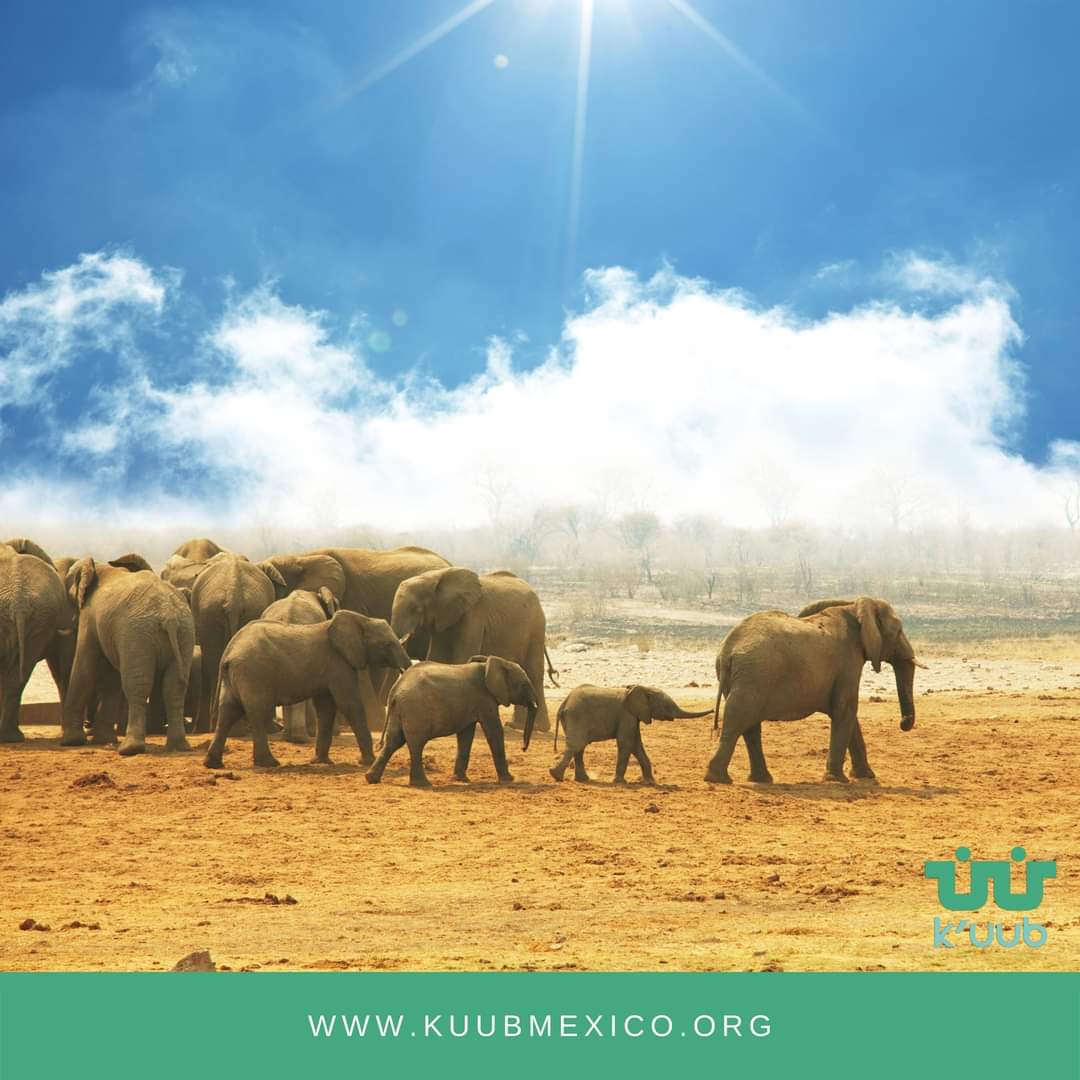 KuubMx's tweet photo. El 12 de agosto se celebra el Día Mundial del #Elefante, una iniciativa internacional. 

 k'uub una asociación comprometida con el medio 🌏

#kuub #tabasco #elefante  #miradasquenancen #diamundial 
@inundeishon
@HolachiotTab
@SEDEMA_CDMX https://t.co/o1Znnq3NGu https://t.co/HZV6MZpn5V