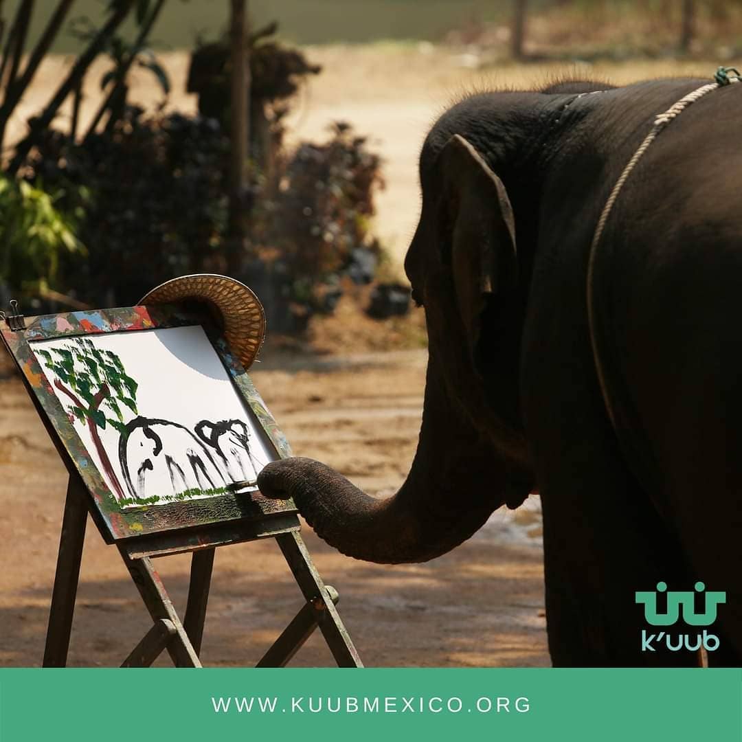 KuubMx's tweet photo. El 12 de agosto se celebra el Día Mundial del #Elefante, una iniciativa internacional. 

 k'uub una asociación comprometida con el medio 🌏

#kuub #tabasco #elefante  #miradasquenancen #diamundial 
@inundeishon
@HolachiotTab
@SEDEMA_CDMX https://t.co/o1Znnq3NGu https://t.co/HZV6MZpn5V