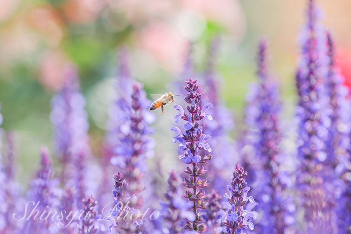 Shinsyu Photo Pa Twitter ラベンダー 長野県安曇野市 ラベンダーはシソ科ラベンダー属の植物です この英語 名lavendeは 一説には 古代ローマ人がラベンダーを入れた水を洗濯などに使っていた事から 洗う という意味のラテン語を語源に持つと考えられています