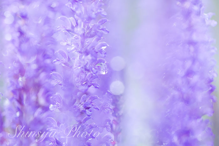 Shinsyu Photo ラベンダー 長野県安曇野市 ラベンダーはシソ科ラベンダー属の植物です この英語 名lavendeは 一説には 古代ローマ人がラベンダーを入れた水を洗濯などに使っていた事から 洗う という意味のラテン語を語源に持つと考えられています