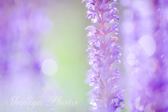 Shinsyu Photo ラベンダー 長野県安曇野市 ラベンダーはシソ科ラベンダー属の植物です この英語名lavendeは 一説には 古代ローマ人がラベンダーを入れた水を洗濯などに使っていた事から 洗う という意味のラテン語を語源に持つと考えられています