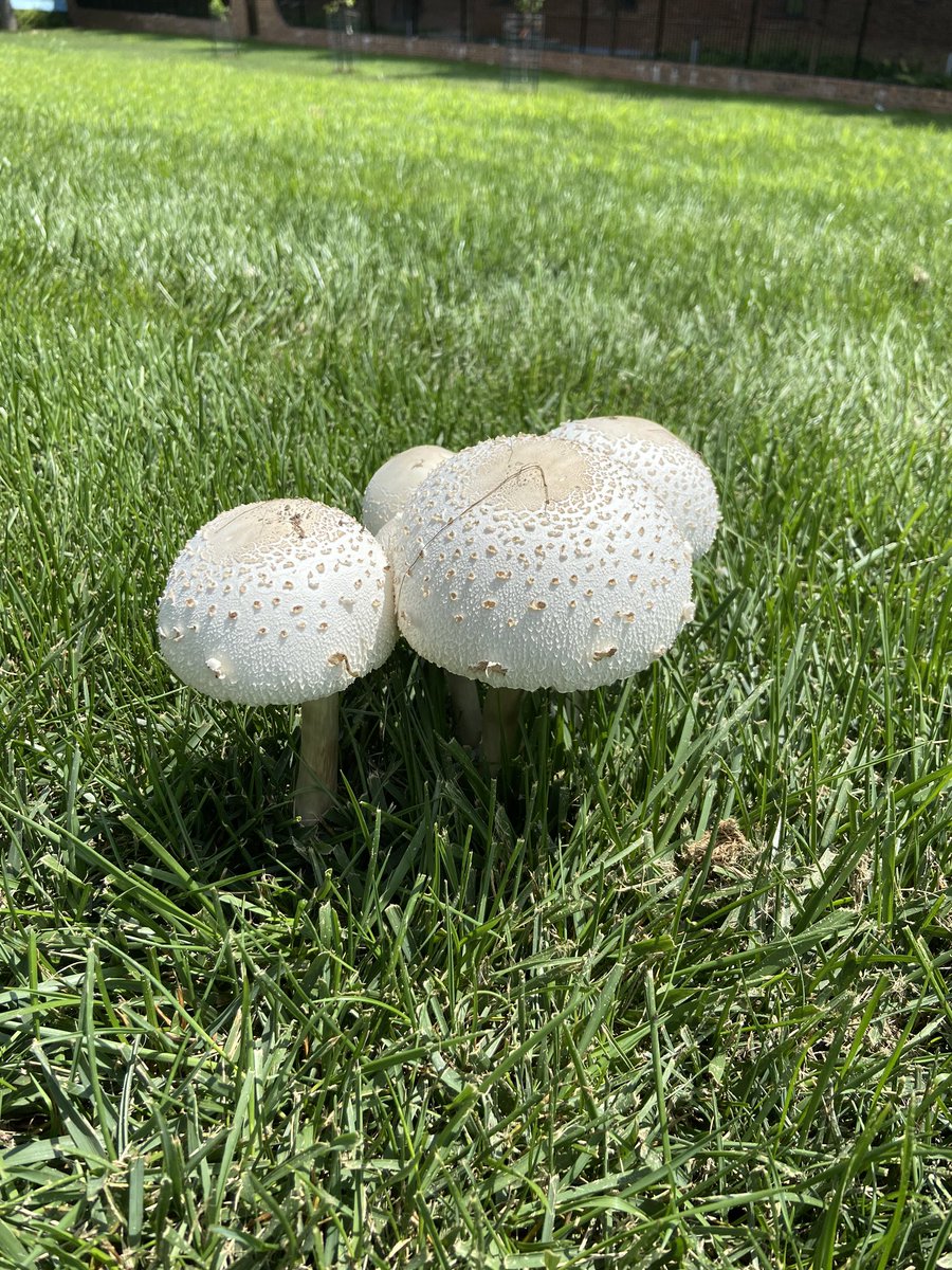 danny___cooper's tweet photo. Another #BeyondHumans #MyClimateStory for today! Hereโs the green spored parasol mushroom or Chlorophyllum molybdites. ๐๐๐ https://t.co/hZSeDt4JKO
