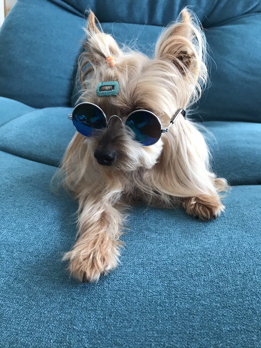 ダイソー犬サングラス