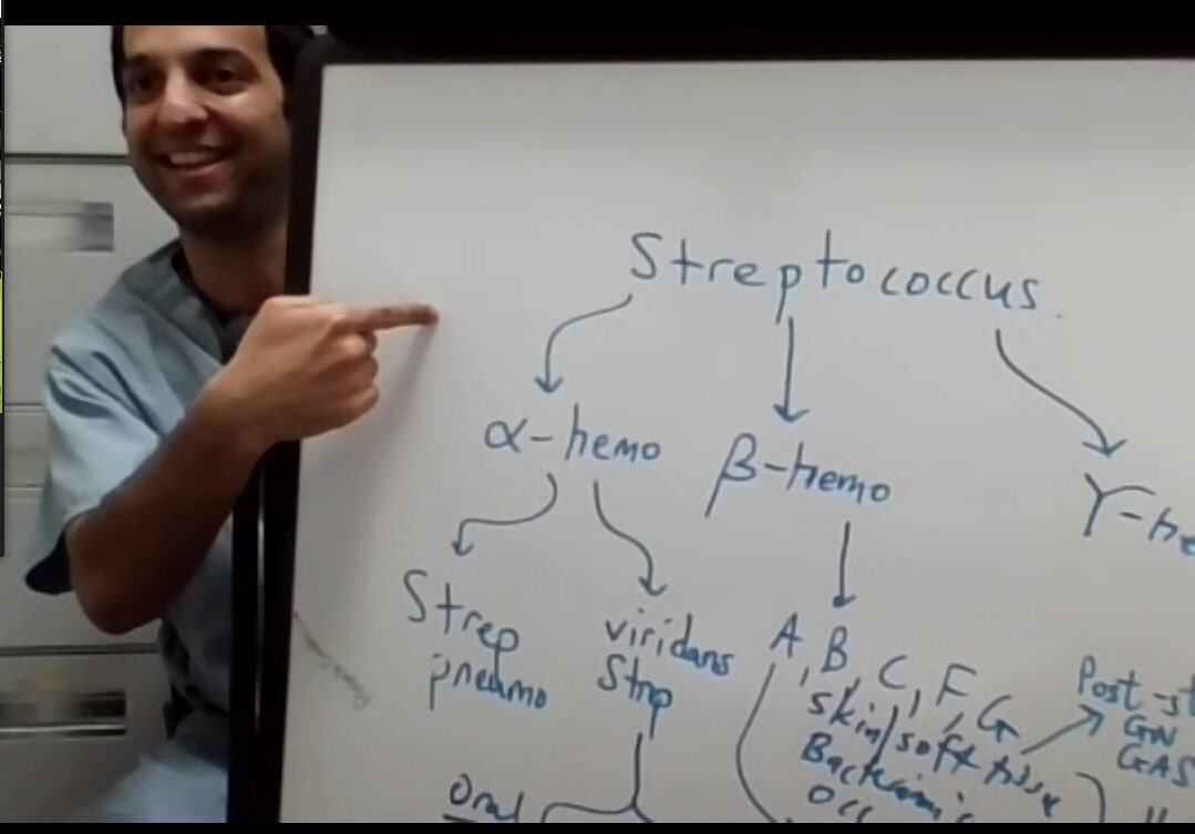 Firas Bahdi (@bahdi_firas) on Twitter photo When wondering about a positive Streptococcus Constellatus wound culture during zoom round and Dr. <a href="/PrathitKulkarni/">Prathit Kulkarni, MD</a> pulls his whiteboard and takes us back to microbiology class with a refreshing lesson about Streptococci. <a href="/BCM_InternalMed/">BCM IM Residency</a> <a href="/BCMIDFellowship/">BCM ID Fellowship</a> @AmnaAhm90613539 When wondering about a positive Streptococcus Constellatus wound culture during zoom round and Dr. <a href="/PrathitKulkarni/">Prathit Kulkarni, MD</a> pulls his whiteboard and takes us back to microbiology class with a refreshing lesson about Streptococci. <a href="/BCM_InternalMed/">BCM IM Residency</a> <a href="/BCMIDFellowship/">BCM ID Fellowship</a> @AmnaAhm90613539