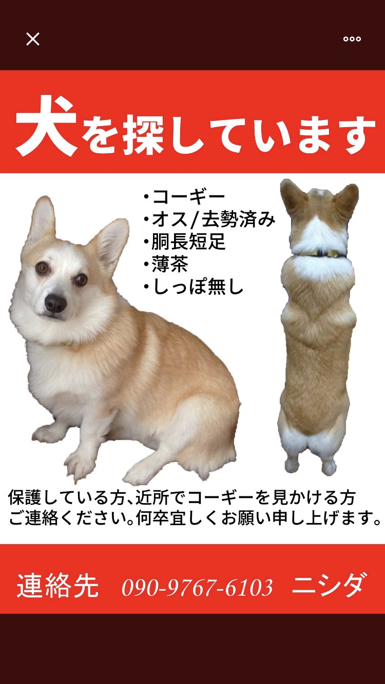 コーギー探してます 富山県 富山県で犬を探しています 一か月経ちます 保護され すでに飼われている可能性が高いです 飼い主様がおられましても動画に似た犬をおみかけしたらご連絡ください 何卒宜しくお願い申し上げます 詳細にまとめて頂きまし