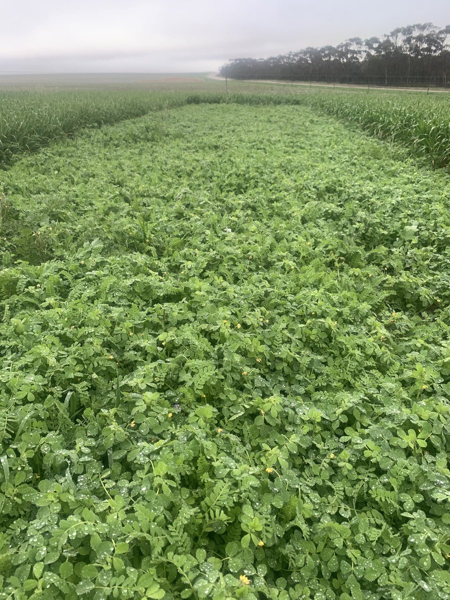At South East Agronomy it’s not all about Crop or Killing weeds . The Asheep Pasture Trial at Grass Patch showing some huge potential for livestock feed and increased stocking rates@ASHEEP_Inc