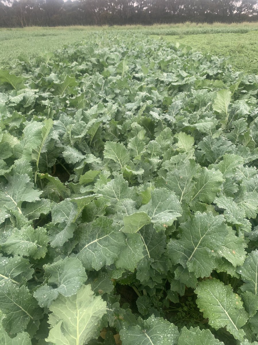 Luke Marquis tweet media