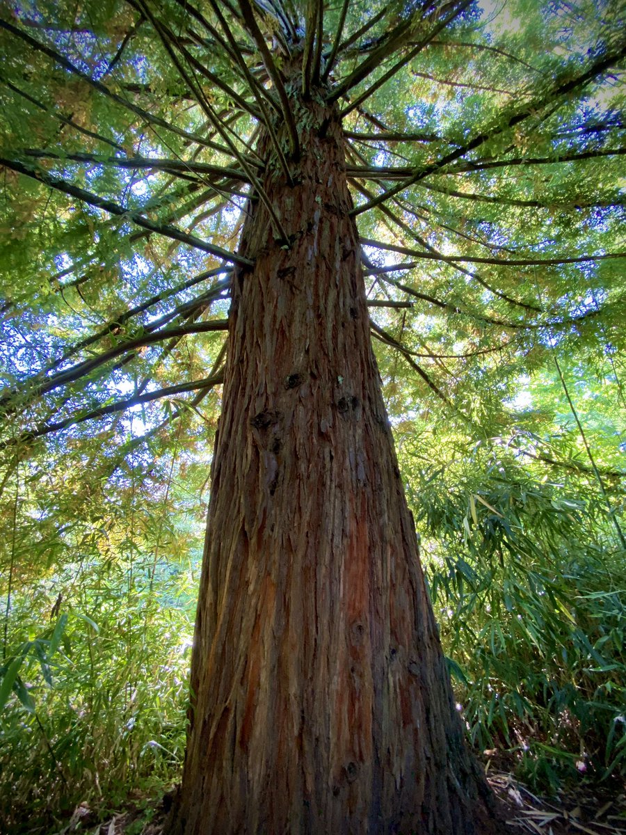 AdvMATravel's tweet photo. The silver lining about all this is that there are no line-ups or crowds at the local attractions. Beautiful afternoon at VanDusen Botanical Garden. @vandusengarden #vancouver #staycationBC #exploreBC #BCTravel #vandusengardens https://t.co/Nhg7UbxdLI